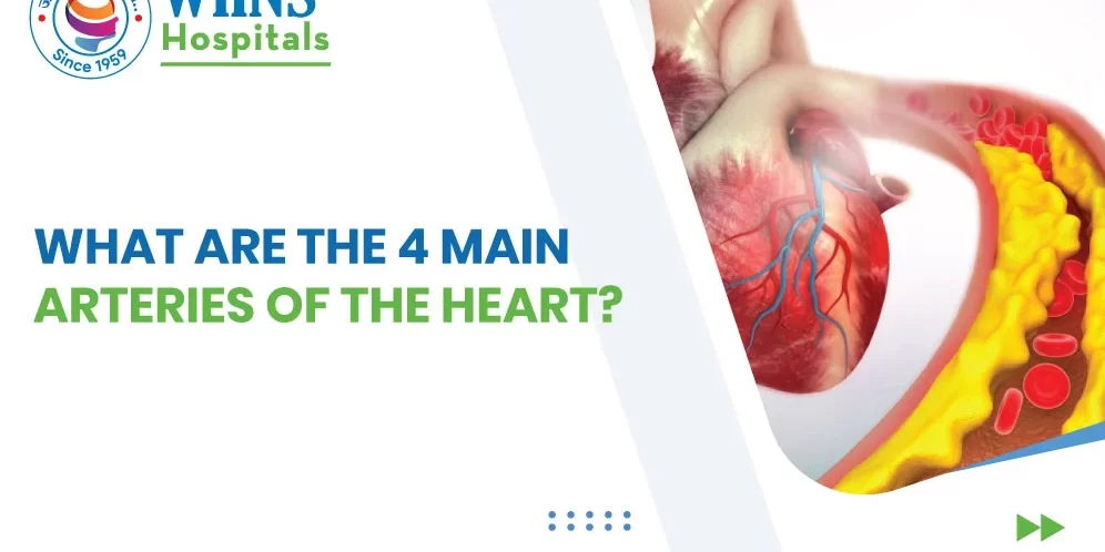 Understanding the 4 Main Coronary Arteries