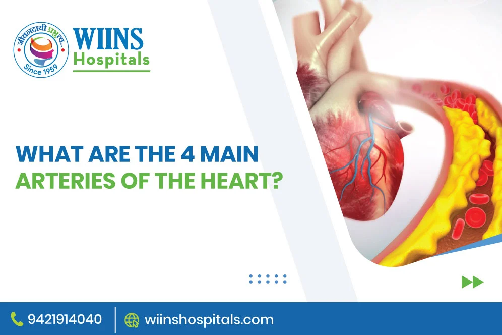 Understanding the 4 Main Coronary Arteries